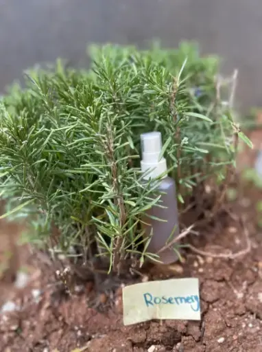 Rosemary Water