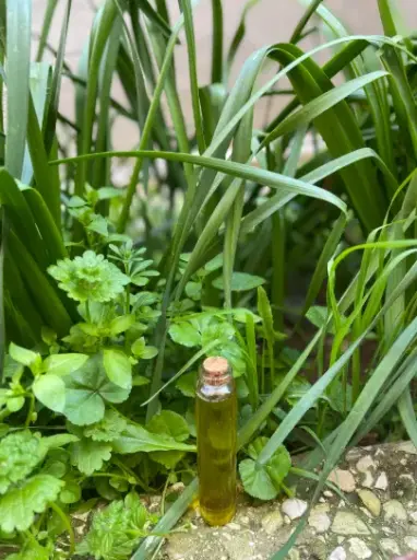 Olive Hair Oil